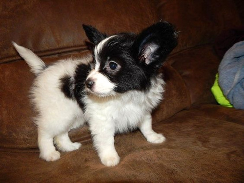 Cachorro Papillon Perros Cachorrito Papillon Dog Disponible