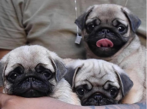 Cachorros Pug 