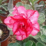Rosa Del Desierto Double Blush ( 1 Planta)