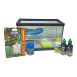 Kit Pecera Tortuguero 2.5 L Hábitat Tortuga Insumos 