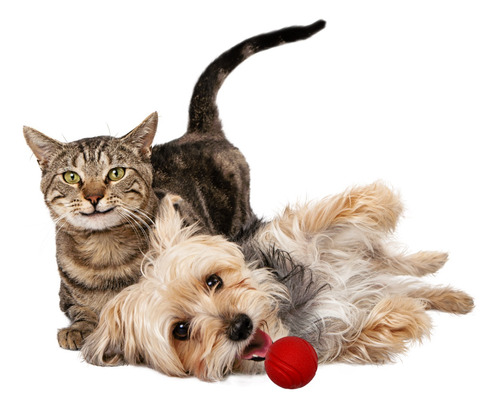 Pelota Dura Para Mascotas Interactiva Perro/gato