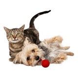 Pelota Dura Para Mascotas Interactiva Perro/gato