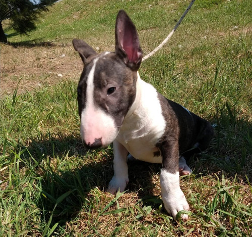 Solo Para Amarte De La Raza Bull Terrier Cachorro 