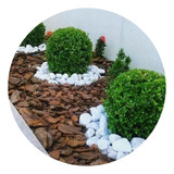 Buxinho Bola (buxus Sempervirens) 5 Unidades (diâmetro 25cm)