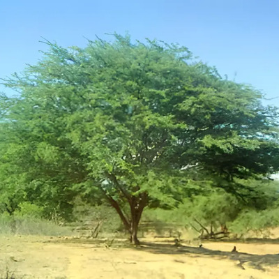 10 Semillas De Prosopis Juliflora  - Mesquite Codigo 848 | Envío gratis