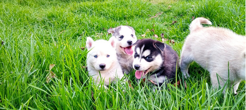 Cachorros Husky Siberianos, 2 Meses, Corto