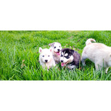 Cachorros Husky Siberianos, 2 Meses, Corto