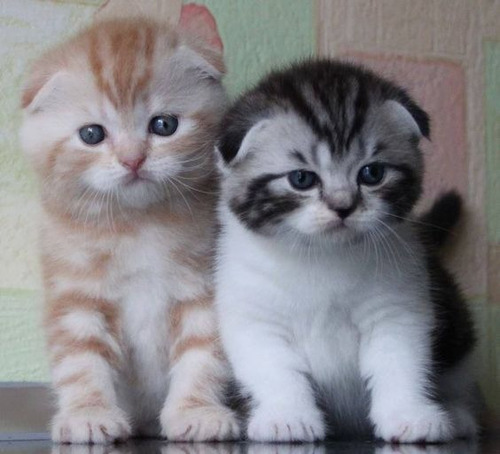  Filhotes De  Scottish Fold