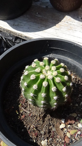 Cactus Echinopsis Oxygona. ¡¡rosa!!