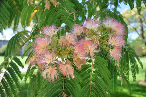 10 Semillas De Albizia Julibrissin - Acacia Constantinopla