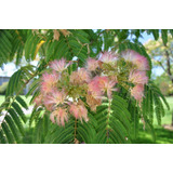 10 Semillas De Albizia Julibrissin - Acacia Constantinopla