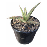 Aloe Híbrida Alaranjada Coloração Rara Exótica E Natural