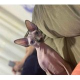 Plantão Gato Pelado Sphynx