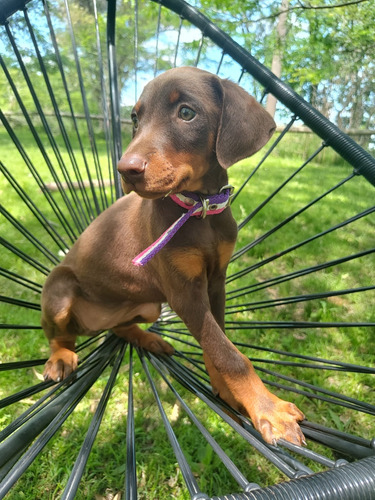 Cachorros Doberman De Raza Pura 