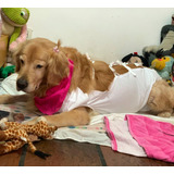 Chaleco Camisolin Post Operatorio Perros Y Gatos Para Cirugi