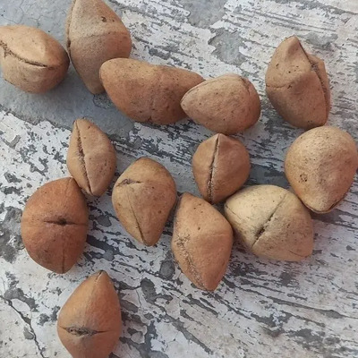Semilla De Ayoyote\u002Fcodo De Fraile | Envío gratis
