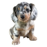 Teckel Blue Merle Macho Pelo Largo 