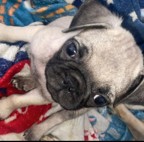 Cachorros Pug Pereira, Armenia, Animal Pets Colombia 