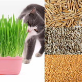 Pack Semillas Pasto De Gatos Variedades Wheat, Rye & Oat