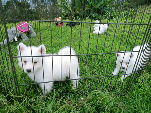 Samoyedo  De Royal Kennel 