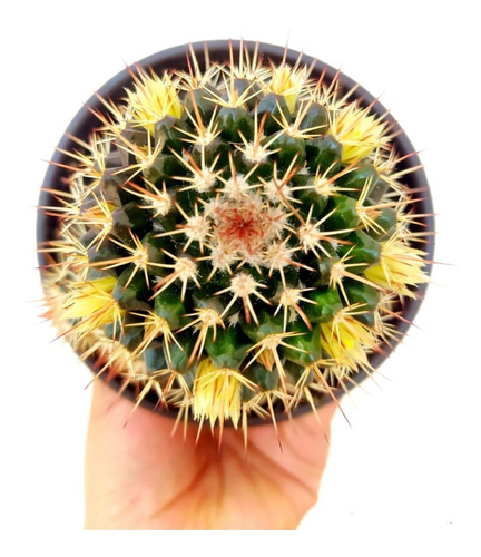 Mammarilla Flor Amarilla Cactus Exóticos Espinas Largas  