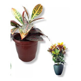 Mudas De Flores Codiaeum Variegatum Croton Petra Promoção