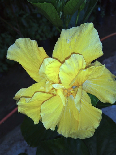 Muda De Hibisco Dobrado Cor Amarelo - Mudas Com 30cm. 