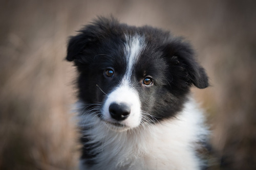 Fofos Border Collie Fofinhos Belos Filhotes Disponível