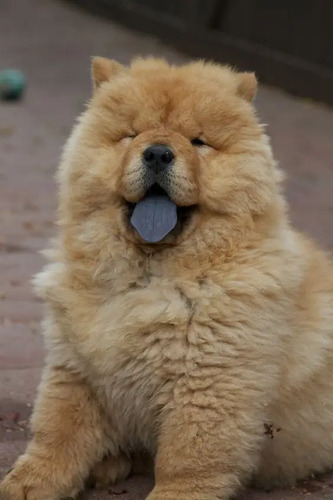 Bonitos Chow Chow Garantizados | Meses sin interés