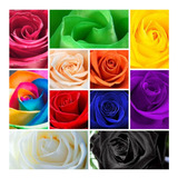 100 Semillas De Rosas Variedad Mix Colores Más Envío Gratis.