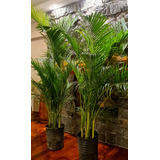 Palmera Areca Gigante En 20 Litros