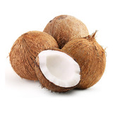 Palmera Cocotera Coco Bahiano 