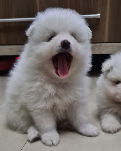 Spitz Alemao Mini, Lulu Da Pomerânia 