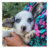 Cachorra Welsh Corgi Cardigan