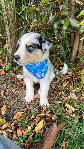 Cachorros Border Collie Blue Merle Animal Pets Colombia 