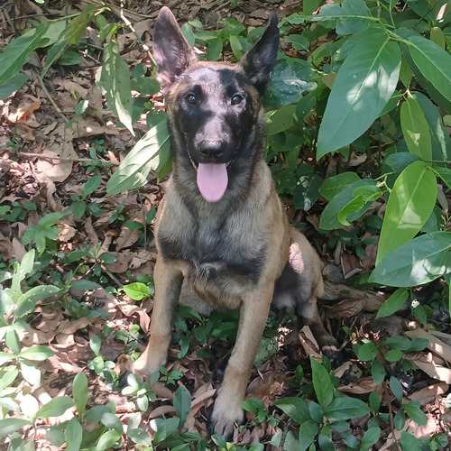Filhote De Pastor Belga Malinois, Canil Santa Fera | MercadoLivre
