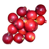 Arbolito De Guayaba Cattley Roja  Guayaba Fresa Sn