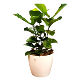 Ficus Pandurata Triple En Maceta Premium 35 Espectaculares 
