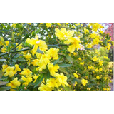 Planta Jazmin Mezni -amarillo-