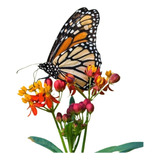 Combo De Plantas Grande Para Atraer Mariposas Y Colibríes