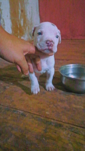 Cachorro Pitbull 