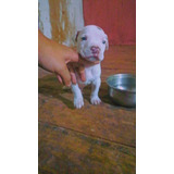 Cachorro Pitbull 