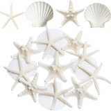 Estrellas De Mar Y Conchas De Vieira Para Manualidades, 12 U