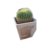 Cactus Grusonii Maceta Cemento Piramidal Asiento De Suegra