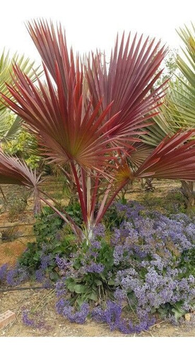 Palmera Roja Exótica (latania Lontaroides) 