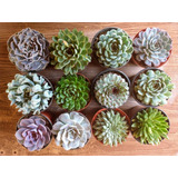 Echeverias 8 Pzas Envio Gratis