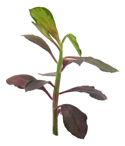 Planta Lechero Africano Euphorbia 100% Organico 50cm 3 Años