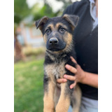 Hermosos Cachorros Pastor Alemán De Padres Inscritos 