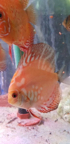 Pez Discus Red Map 