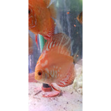 Pez Discus Red Map 